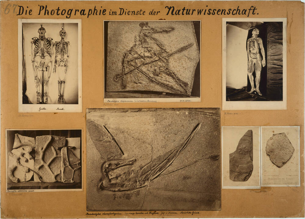 Bilder als Wissenschaft - Wissenschaft im Bild. Hermann Krones „Historisches Lehrmuseum für Photographie“