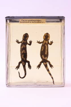 Feuersalamander (Salamandra salamandra) ;